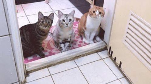 猫上厕所视频,揭秘猫咪上厕所的趣味瞬间