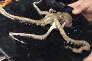 章鱼人视频,揭秘神秘海洋生物的奇幻世界