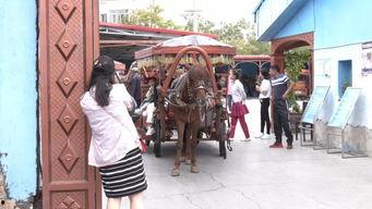 赶马车视频,赶马车视频中的激情与魅力