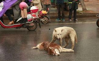 狗被撞视频,狗狗不幸遭遇车祸,网友呼吁关注动物安全