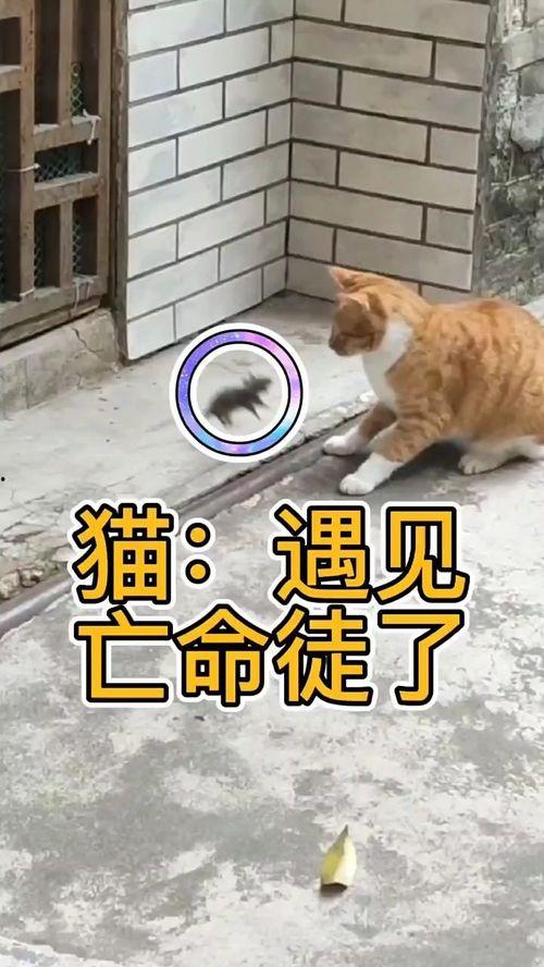给猫配音视频,跟随猫咪演绎百变声线