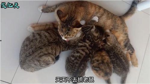 给猫配音视频,跟随猫咪演绎百变声线